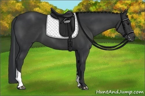 Horse Color:Black Tobiano Rabicano 