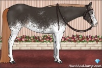 Horse Color:White Spotted Liver Chestnut 