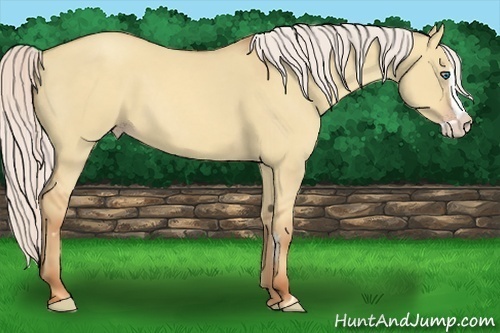 Horse Color:Silver Classic Champagne Dun Splash Frame 