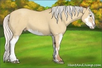 Horse Color:Silver Classic Champagne Dun Splash Frame