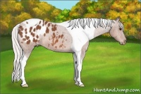 Horse Color:Silver Bay Tobiano Appaloosa 