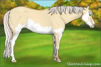 Horse Color:Silver Classic Champagne Dun Splash Frame 