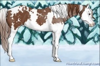 Horse Color:White Spotted Chestnut Splash