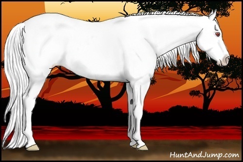 Horse Color:Silver Brown Chinchilla Onyx Appaloosa 