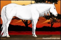 Horse Color:Silver Brown Chinchilla Onyx Appaloosa 