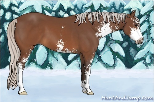 Horse Color:Silver Brown Sabino 