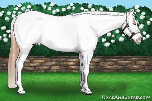 Horse Color:Brown Pearl Varnish Rabicano 