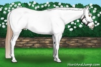 Horse Color:Brown Pearl Varnish Rabicano