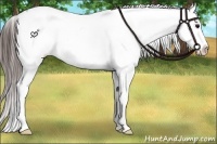 Horse Color:Brown Snowcap