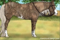 Horse Color:Gold Champagne Ice Sabino