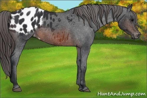 Horse Color:Brown Appaloosa Rabicano 