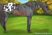 Horse Color:Brown Appaloosa Rabicano