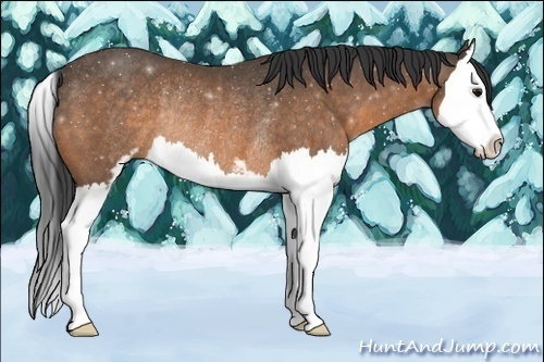 Horse Color:Buckskin Sabino Splash Rabicano