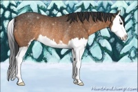 Horse Color:Buckskin Sabino Splash Rabicano 