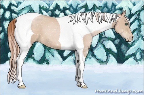 Horse Color:Smoky Black Pearl Tobiano