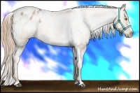 Horse Color:White Spotted Liver Chestnut Pearl Appaloosa 