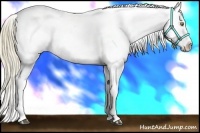 Horse Color:White Spotted Liver Chestnut Pearl Appaloosa 