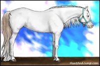 Horse Color:White Spotted Liver Chestnut Pearl Appaloosa 