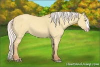 Horse Color:Silver Classic Champagne Dun Splash Frame 