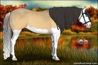 Horse Color:Buckskin Dun Splash