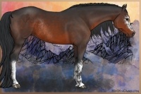 Horse Color:White Spotted Brown Rabicano 