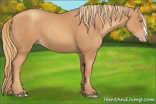 Horse Color:Gold Champagne 