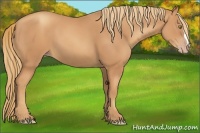 Horse Color:Gold Champagne