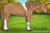 Horse Color:Chestnut Tobiano