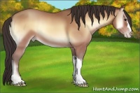 Horse Color:Amber Champagne Onyx