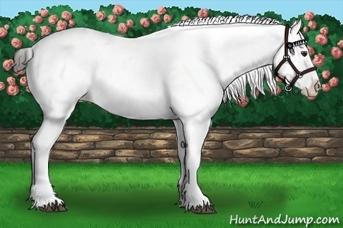 Horse Color:White Spotted Liver Chestnut Sabino Blanket 