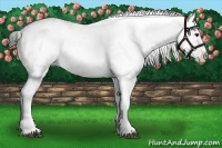 Horse Color:White Spotted Liver Chestnut Sabino Blanket