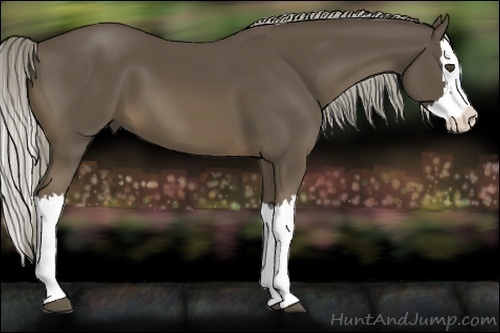 Horse Color:Chocolate Palomino Splash 