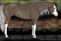Horse Color:Chocolate Palomino Splash
