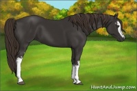 Horse Color:White Spotted Liver Chestnut 