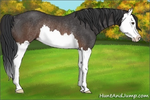 Horse Color:Brown Splash Rabicano