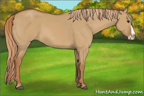 Horse Color:Unknown 