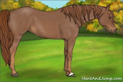 Horse Color:Red Roan
