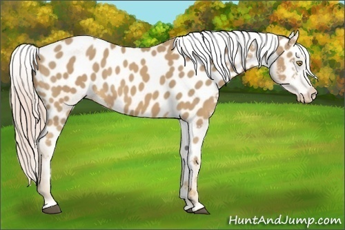 Horse Color:Palomino Appaloosa