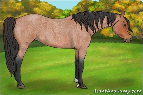 Horse Color:Bay Roan 
