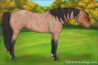 Horse Color:Bay Roan 