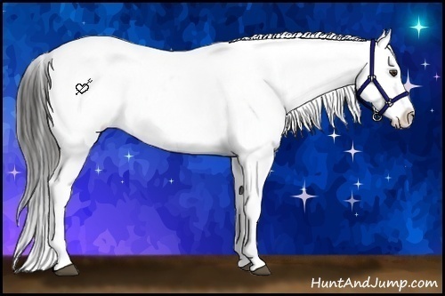 Horse Color:White Spotted Liver Red Onyx Appaloosa 