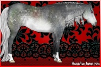 Horse Color:Silver Brown Chinchilla 