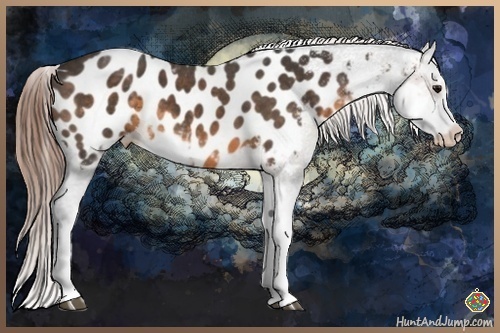 Horse Color:Buckskin Sabino Blanket 