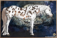 Horse Color:Buckskin Sabino Blanket