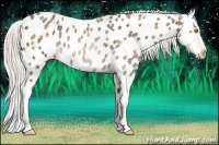 Horse Color:Silver Amber Champagne Ice Appaloosa Rabicano 