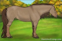 Horse Color:Liver Red Dun Sabino