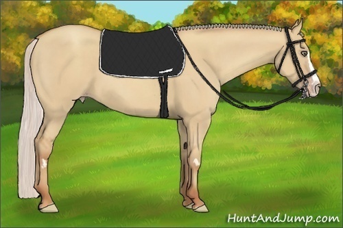 Horse Color:Silver Classic Champagne Dun Splash Frame 