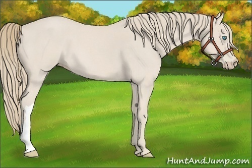 Horse Color:Smoky Creme Roan 