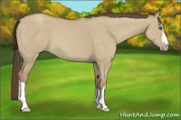 Horse Color:Classic Champagne Dun 