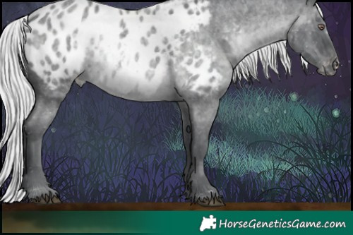 Horse Color:White Spotted Silver Blue Chinchilla Roan Blanket Rabicano